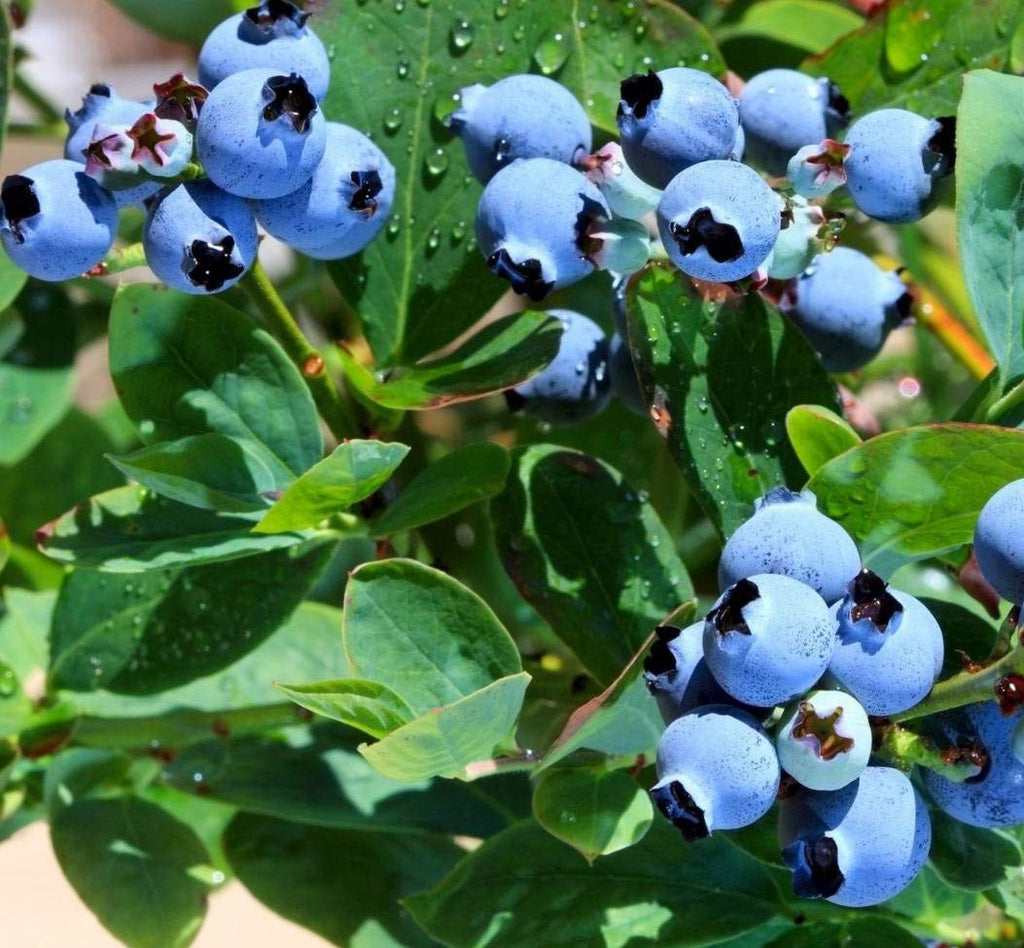 Duke Blueberry berries ready to eat.  Grow blueberries in your backyard or homestead, potted plants for sale at field2home online garden center niagara.