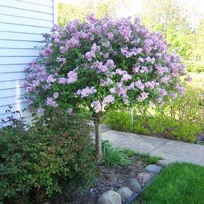 korean lavender tree Dwarf Korean Lilac Tree form – Field2home.com