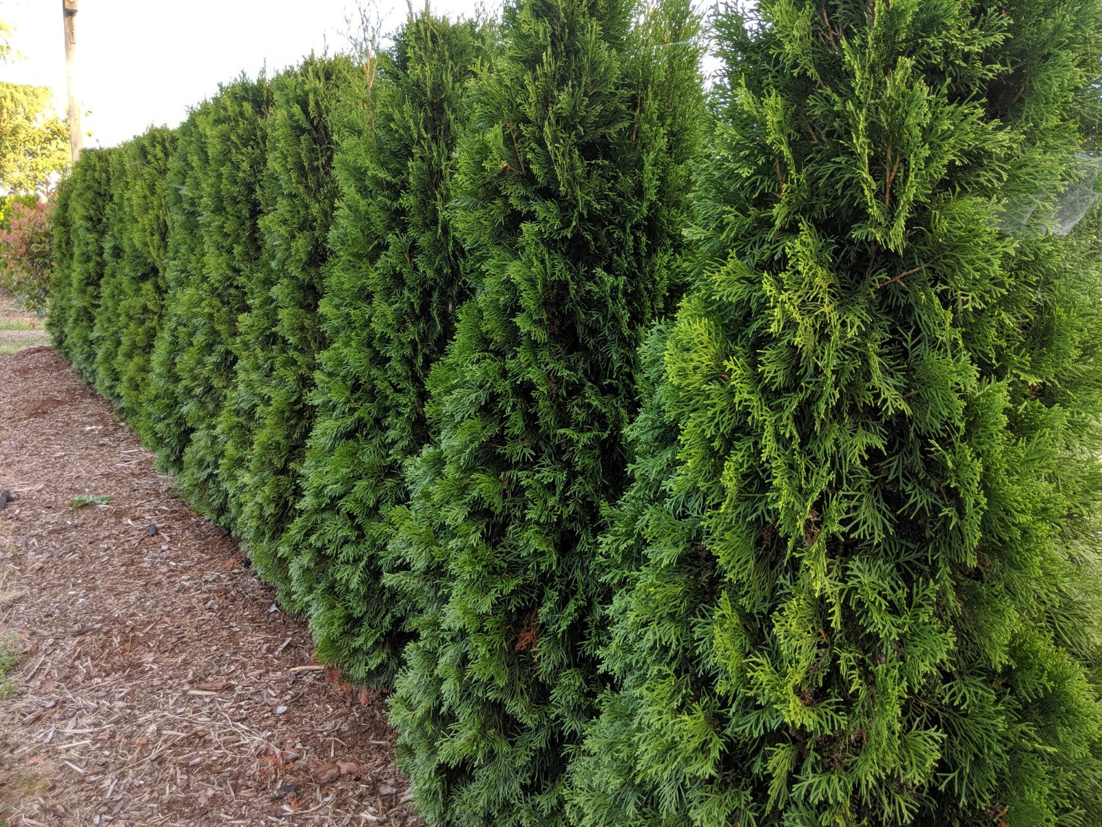 Emerald Cedar - for hedges