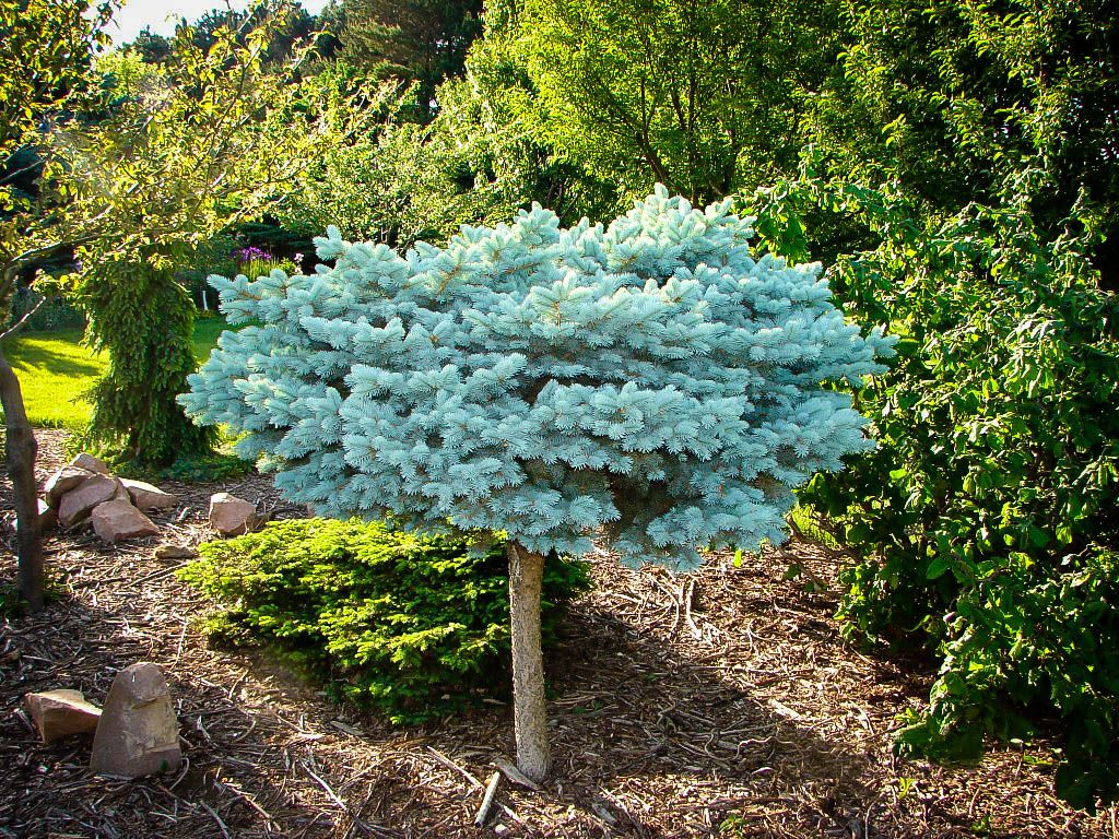 Globe Blue Spruce Treeform