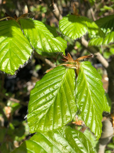 Dawyck Gold Columnar Beech