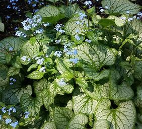 Jack Frost Brunnera, for sale at field2home.com