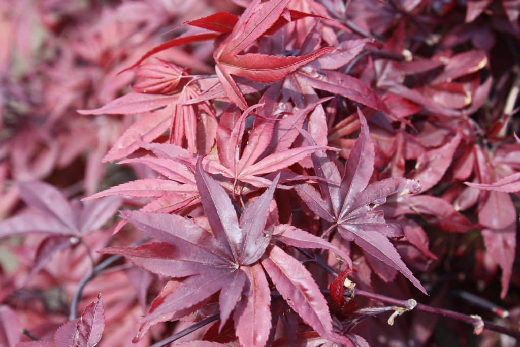 Twombly's Red Sentinel Japanese Maple Acer palmatum 'Twombly's Red Sentinel' red leaves.  For sale at field2home.com online garden center in Niagara.