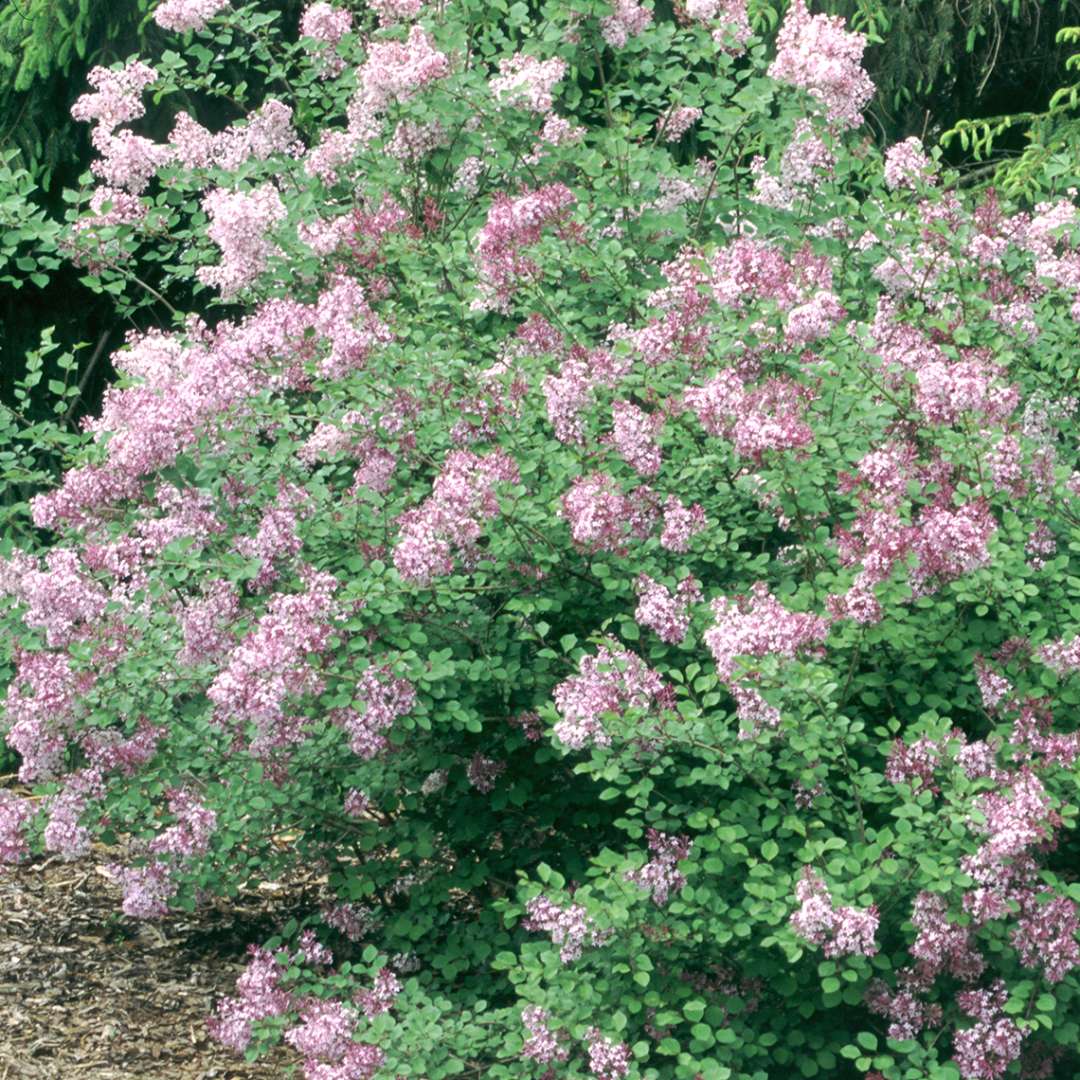 Josee Dwarf Lilac in bloom in garden, light pink flowers, full growing shrub.  For sale at field2home online garden center in Niagara in nursery pots.