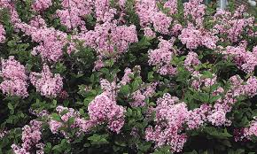 Josee Dwarf Lilac