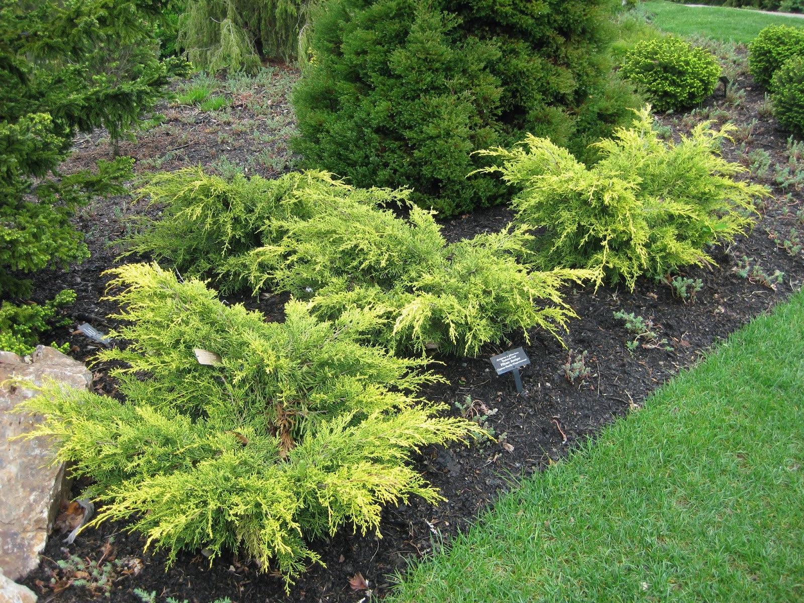 Old Gold Juniper Field2home Old gold juniper field2home