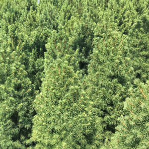 Dwarf Alberta Spruce