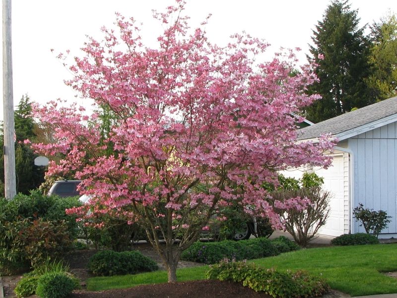 Stellar Pink Flowering Dogwood
