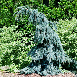 Slenderina Weeping Blue Spruce